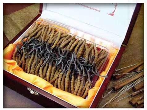 蓟州冬虫夏草回收